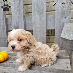 Carter/Havapoo									Puppy/Male	/9 Weeks,Meet Carter! Carter is looking for his forever home. He loves to smother you in kisses and is very playful. 