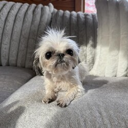 Adopt a dog:May/Shih Tzu/Female/Adult,May is a teensie little 4.5lb bean who loves comfy beds, blankets and your lap. She really does love people and is good with other dogs, cats, and kids. May would do best in a quiet home because of her size.