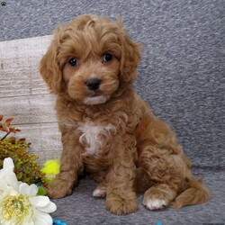 Tucker/Cavapoo									Puppy/Male	/8 Weeks