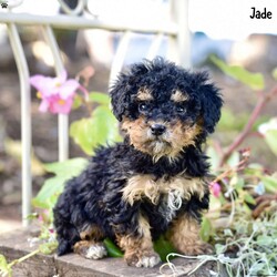 Jade/Toy Poodle									Puppy/Female	/9 Weeks