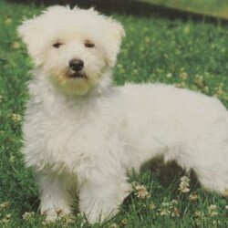 Candy Cane/Maltipoo									Puppy/Female	/9 Weeks,Meet Candy Cane! This super cute Maltipoo puppy is vet checked & up to date on shots & wormer. She is registered with the ICA, plus comes with a health guarantee provided by the breeder! Candy Cane is well socialized & currently being family raised with children! If you would like more information on this sweetheart, please contact Jay Paul & Elva Shirk today!