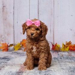 Indra/Mini Goldendoodle									Puppy/Female	/12 Weeks,Meet Indra, a little bundle of joy ready to bring endless love and laughter to her forever family! This sweet Mini Goldendoodle girl is as gentle as can be, always up for cuddles and playtime. Indra is well-socialized and comfortable around kids and adults alike. She’s vet-checked, healthy, and up to date on all her vaccines and dewormer, so she’s ready to start a happy, healthy life with you. If you’re looking for a loyal companion with a heart full of love, Indra could be the perfect fit for your family!