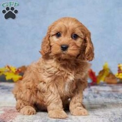 Bailey/Cavapoo									Puppy/Female														/11 Weeks,Meet Bailey, the adorable Cavapoo puppy! Raised with lots of love and care by a wonderful family, Bailey has been vet-checked and is up to date on all vaccinations, ensuring a healthy and happy start. This sweet little one is all set and eagerly waiting to join a loving new family!