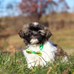 Ace/Shih Tzu									Puppy/Male	/10 Weeks,Introducing Ace! This little boy is an adorable Shihtzu puppy with a heart of absolute gold. He has a stunning, soft coat paired with large brown eyes that will melt your heart the moment you meet him. Shihtzus are known to be affectionate and loyal, they also love playtime and cuddling with their favorite people. They tend to be adaptable to various environments and should have no problem adjusting to their new homes!  