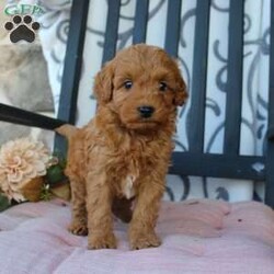 Malachi/Mini Goldendoodle									Puppy/Male																/9 Weeks,Are you looking for a pumpkin colored puppy to spice up your Autumn season? You need a Mini Goldendoodle! Our puppies are hypoallergenic, soft, and playful! Each puppy comes up to date on shots and dewormer and has been vet checked! The mother Fern is a Mini Goldendoodle and the father Johnny Boy is a Mini Poodle so your pup will have a softer and more curly coat! We offer a 1 Year Genetic Health Guarantee as well. Please call us to learn more about our puppies! 