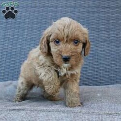 Coy/Mini Goldendoodle									Puppy/Male																/10 Weeks,Here comes the puppy of your dreams! Soft, fluffy, and kissable! This little cutie comes up to date on shots and dewormer and vet checked. The breeder made sure that the puppies are all well socialized with children and family raised. If you are interested in learning more about our puppies contact us today!