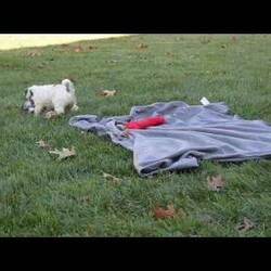 Lady/Bich-Poo									Puppy/Female														/9 Weeks,Meet Lady, a cute & playful Bich-Poo puppy eager to join in on all the fun at your place! This darling little girl is family-raised and socialized, making her an excellent fit for anyone interested in adopting. Lady will come home vet checked and up to date on shots & wormer, plus the breeder provides a 30-day health guarantee. If you want to schedule a time to visit with this sweetheart, please call the breeder today!