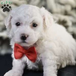 Bobby/Bichon Frise									Puppy/Male	/5 Weeks, is a happy, cuddly Bichon Frise puppy with a heart of gold. With her fluffy white coat and sparkling eyes, she’s a bundle of joy waiting to fill your days with love and laughter.