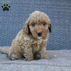 Coy/Mini Goldendoodle									Puppy/Male																/10 Weeks,Here comes the puppy of your dreams! Soft, fluffy, and kissable! This little cutie comes up to date on shots and dewormer and vet checked. The breeder made sure that the puppies are all well socialized with children and family raised. If you are interested in learning more about our puppies contact us today!