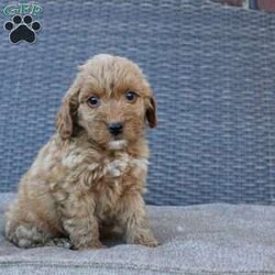 Coy/Mini Goldendoodle									Puppy/Male																/10 Weeks,Here comes the puppy of your dreams! Soft, fluffy, and kissable! This little cutie comes up to date on shots and dewormer and vet checked. The breeder made sure that the puppies are all well socialized with children and family raised. If you are interested in learning more about our puppies contact us today!