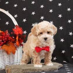 Candy Cane/Maltipoo									Puppy/Female	/9 Weeks