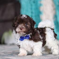 Noble/Havanese									Puppy/Male	/7 Weeks,Meet Noble, an adorable AKC Havanese puppy! This little charmer, with his silky coat and big expressive eyes, is the epitome of cuteness. Known for his cheerful and affectionate nature, he loves to be the center of attention and is always up for a cuddle or playtime. His small size and friendly demeanor make him the perfect companion for any family. Smart and eager to please, Noble is easy to train and will quickly become the heart of your home. Bursting with energy and love, spend a little time with him, and you’ll have found your new best friend!