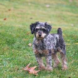 Jude/Shih-Poo									Puppy/Male																/9 Weeks,Meet Jude the adorable Shihpoo puppy, the perfect mix of charm and cuteness! With a soft, fluffy coat and sparkling eyes, this little one is bound to steal your heart. Shihpoos are a delightful blend of Shih Tzu and Poodle, combining the affectionate and playful nature of both breeds.