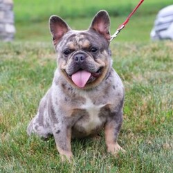 Angela/French Bulldog									Puppy/Female	/6 Weeks,Meet our AKC-registered French Bulldog, Angela! With her signature bat-like ears, compact muscular build, and a playful, endearing personality, this little pup is a perfect combination of elegance and fun. Renowned for their affectionate nature, French Bulldogs thrive on companionship and are happiest when snuggled up with their family. This pup is not just adorable but also comes with a health-conscious upbringing, being microchipped, up-to-date on vaccinations, and dewormed. With her gentle demeanor and adaptability, she will fit seamlessly into any lifestyle, whether it’s a bustling home or a quieter environment. Ready to join your family with AKC registration papers and a one year genetic health guarantee, this sweetheart promises a lifetime of unconditional love and cherished memories!