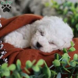 Tiny-Frosty/Bichon Frise									Puppy/Male	/6 Weeks,, a little winter wonder, is a Bichon Frise puppy with a heart as pure as the driven snow. His soft, white fur and playful spirit make him the perfect Christmas companion. Whether he’s frolicking in the snow or curled up by the fireplace, Frosty is sure to bring joy and warmth to your home.