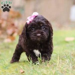 Cleo/Cockapoo									Puppy/Female														/8 Weeks,Cleo is the sweetest F1 Cockapoo around! With her floppy ears and sweet puppy dog eyes she is used to getting her way:) This little sweetheart has us all wrapped around her little paw. A soft, silky coat and rambunctious personality are just a few of her winning qualities. Highly trainable, focused, and extremely adorable, the Cockapoo was built for family life. If you are looking for a dog that will keep up with the fast-paced and ever-changing schedule of a family with kids, this is the perfect match. Cockapoos are calm when they are not exercising but can also be very playful and social!