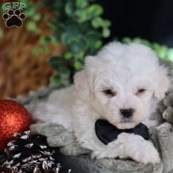 Tiny-Frosty/Bichon Frise									Puppy/Male	/6 Weeks,, a little winter wonder, is a Bichon Frise puppy with a heart as pure as the driven snow. His soft, white fur and playful spirit make him the perfect Christmas companion. Whether he’s frolicking in the snow or curled up by the fireplace, Frosty is sure to bring joy and warmth to your home.