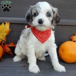 Joey/Cockapoo									Puppy/Male	/8 Weeks,Prepare to fall in love!!! My name is Joey and I’m the sweetest little F1b cockapoo looking for my furever home! One look into my warm, loving eyes and at my silky soft coat and I’ll be sure to have captured your heart already! I’m very happy, playful and very kid friendly and I would love to fill your home with all my puppy love!! I am full of personality, and ready for adventures! I stand out above the rest with my beautiful fluffy merle and white colored coat !!… I will come to you vet checked, microchipped and up to date on all vaccinations and dewormings . I come with a 1-year guarantee with the option of extending it to a 3-year guarantee and shipping is available! My mother is Jada, our sweet 14# cockapoo with a heart of gold and my father is Nimbo, our beautiful 13# chocolate merle mini poodle !I will grow to approx 12-14# and both of my parents are on the premises and available to meet! Why wait when you know I’m the one for you? Call or text Martha to make me the newest addition to your family and get ready to spend a lifetime of tail wagging fun with me! (7% sales tax on in home pickups) 