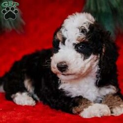 Rudolph/Mini Bernedoodle									Puppy/Male	/8 Weeks, is a happy, cuddly Mini Bernedoodle puppy with a heart of gold. With his fluffy black / white coat and sparkling eyes, she’s a bundle of joy waiting to fill your days with love and laughter.