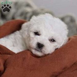 Tiny-Frosty/Bichon Frise									Puppy/Male	/6 Weeks,, a little winter wonder, is a Bichon Frise puppy with a heart as pure as the driven snow. His soft, white fur and playful spirit make him the perfect Christmas companion. Whether he’s frolicking in the snow or curled up by the fireplace, Frosty is sure to bring joy and warmth to your home.