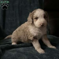 Willow/Aussiedoodle									Puppy/Female														/October 13th, 2024,Come meet your forever friend. She loves to play and explore. She is from a litter of 5 healthy happy puppies. Vet checked and up to date on shots and has been dewormed.