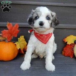 Joey/Cockapoo									Puppy/Male	/8 Weeks,Prepare to fall in love!!! My name is Joey and I’m the sweetest little F1b cockapoo looking for my furever home! One look into my warm, loving eyes and at my silky soft coat and I’ll be sure to have captured your heart already! I’m very happy, playful and very kid friendly and I would love to fill your home with all my puppy love!! I am full of personality, and ready for adventures! I stand out above the rest with my beautiful fluffy merle and white colored coat !!… I will come to you vet checked, microchipped and up to date on all vaccinations and dewormings . I come with a 1-year guarantee with the option of extending it to a 3-year guarantee and shipping is available! My mother is Jada, our sweet 14# cockapoo with a heart of gold and my father is Nimbo, our beautiful 13# chocolate merle mini poodle !I will grow to approx 12-14# and both of my parents are on the premises and available to meet! Why wait when you know I’m the one for you? Call or text Martha to make me the newest addition to your family and get ready to spend a lifetime of tail wagging fun with me! (7% sales tax on in home pickups) 