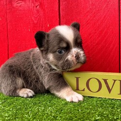 Jackson/French Bulldog									Puppy/Male	/10 Weeks,Jackson is an amazing little blue tan husky fluffy carrier AKC registered frenchy puppy! Carries chocolate Isabella cream and is no brindle no pied! Up to date with all shots and dewormings and comes with a health guarantee! Was born 9/9/24. Family raised and well socialized! Contact us today to get your new family member! Ask us about our delivery options!