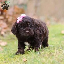 Cleo/Cockapoo									Puppy/Female														/8 Weeks,Cleo is the sweetest F1 Cockapoo around! With her floppy ears and sweet puppy dog eyes she is used to getting her way:) This little sweetheart has us all wrapped around her little paw. A soft, silky coat and rambunctious personality are just a few of her winning qualities. Highly trainable, focused, and extremely adorable, the Cockapoo was built for family life. If you are looking for a dog that will keep up with the fast-paced and ever-changing schedule of a family with kids, this is the perfect match. Cockapoos are calm when they are not exercising but can also be very playful and social!