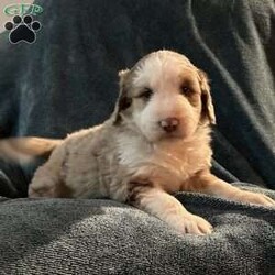 Willow/Aussiedoodle									Puppy/Female														/October 13th, 2024,Come meet your forever friend. She loves to play and explore. She is from a litter of 5 healthy happy puppies. Vet checked and up to date on shots and has been dewormed.