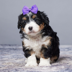 Madeline/Bernedoodle/Female/7 weeks