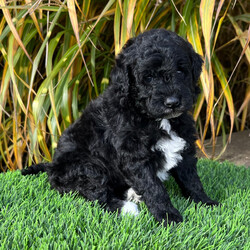 Adopt a dog:Rennie/Goldendoodle/Female/4 weeks,My name is Rennie. You could say action is my middle name and loving is my game. I love long walks on the beach and don’t mind staying up all night cuddling. I love a good book with a nice dog bone close by. Movie night is my favorite; Lady and the Tramp is my favorite of course. Don’t worry, I have enough love to go around for everyone! I am game for any lifestyle. If you are looking for adventure and unconditional love, then call in and ask for me!