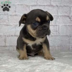 Deisel/French Bulldog									Puppy/Male																/7 Weeks,Hello meet Deisel .Deisel will come With a one year genetic health guarantee.Deisel is up to date on all vaccinations and deworming and will come vet checked an AKC registered.Deisel estimated full grown weight is 20 pounds. 