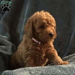 Holly/Mini Goldendoodle									Puppy/Female														/October 2nd, 2024,Come meet your forever friend. She loves to play and explore. She is from a litter of 6 healthy happy puppies. Vet checked and up to date on shots and has been dewormed.