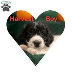 Harvest/Miniature Poodle Mix									Puppy/Male																/12 Weeks,He is a sweet puppy who loves to play and lots of kisses to give. He would love to become part of your family