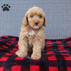 Coy/Mini Goldendoodle									Puppy/Male																/10 Weeks,Here comes the puppy of your dreams! Soft, fluffy, and kissable! This little cutie comes up to date on shots and dewormer and vet checked. The breeder made sure that the puppies are all well socialized with children and family raised. If you are interested in learning more about our puppies contact us today!