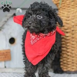 Alex/Toy Poodle									Puppy/Male																/13 Weeks,Meet the curliest, cutest bundle of love! This Miniature Poodle baby is eager to meet everyone, wiggling with joy over the thought of making a new friend. Our children love spending plenty of time with them, especially since these puppies are raised in our house where they can be near us all the time. Super friendly and fun, there will be no lack of excitement and laughter with one of them in your life! We are getting them vet checked, and up to date on shots and dewormer. Their father is a Toy Poodle, so these puppies are on the smaller side of Miniature. Call us soon to claim this cutie as yours!