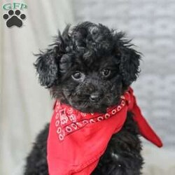 Alex/Toy Poodle									Puppy/Male																/13 Weeks,Meet the curliest, cutest bundle of love! This Miniature Poodle baby is eager to meet everyone, wiggling with joy over the thought of making a new friend. Our children love spending plenty of time with them, especially since these puppies are raised in our house where they can be near us all the time. Super friendly and fun, there will be no lack of excitement and laughter with one of them in your life! We are getting them vet checked, and up to date on shots and dewormer. Their father is a Toy Poodle, so these puppies are on the smaller side of Miniature. Call us soon to claim this cutie as yours!