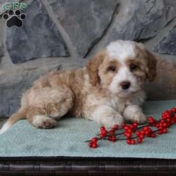 Regina/Mini Aussiedoodle Puppy/Female /9 Weeks Regina/Mini Aussiedoodle Puppy/Female /9 Weeks,Do you need a fluffy, smart, and hypoallergenic Mini Aussiedoodle? This adorable little cutie comes up to date on shots and dewormer and will be vet checked before going home. The mother Miley is a Mini Aussiedoodle and the sire Range is a Miniature Poodle. If you are looking to add a new puppy to your home this holiday season contact us today!