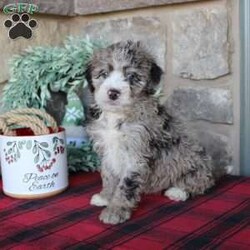 Kris/Mini Labradoodle									Puppy/Male																/8 Weeks,Here comes a multigenerational Mini Labradoodle puppy who is friendly, hypoallergenic, and has a luxuriously soft coat of curls! This little cutiepie comes up to date on shots and dewormer and is vet checked! The breeder specializes in the most hypoallergenic variety of Labradoodle puppies! The mother Kathy is a 3rd generation Mini Labradoodle and the sire Trooper is a Mini Poodle. If you are searching for the perfect puppy contact Nancy today! 