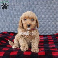 Coy/Mini Goldendoodle									Puppy/Male																/10 Weeks,Here comes the puppy of your dreams! Soft, fluffy, and kissable! This little cutie comes up to date on shots and dewormer and vet checked. The breeder made sure that the puppies are all well socialized with children and family raised. If you are interested in learning more about our puppies contact us today!