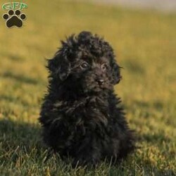 Alex/Toy Poodle									Puppy/Male																/13 Weeks,Meet the curliest, cutest bundle of love! This Miniature Poodle baby is eager to meet everyone, wiggling with joy over the thought of making a new friend. Our children love spending plenty of time with them, especially since these puppies are raised in our house where they can be near us all the time. Super friendly and fun, there will be no lack of excitement and laughter with one of them in your life! We are getting them vet checked, and up to date on shots and dewormer. Their father is a Toy Poodle, so these puppies are on the smaller side of Miniature. Call us soon to claim this cutie as yours!