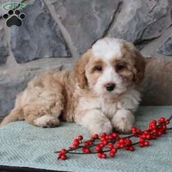 Regina/Mini Aussiedoodle Puppy/Female /9 Weeks Regina/Mini Aussiedoodle Puppy/Female /9 Weeks,Do you need a fluffy, smart, and hypoallergenic Mini Aussiedoodle? This adorable little cutie comes up to date on shots and dewormer and will be vet checked before going home. The mother Miley is a Mini Aussiedoodle and the sire Range is a Miniature Poodle. If you are looking to add a new puppy to your home this holiday season contact us today!