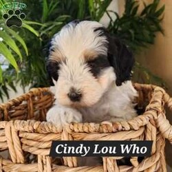 Cindy Lou Who/Mini Bernedoodle									Puppy/Female														/7 Weeks,Hi I’m Cindy Lou Who, a multi generation,  tri color mini bernadoodle, full of life and kisses just for you!