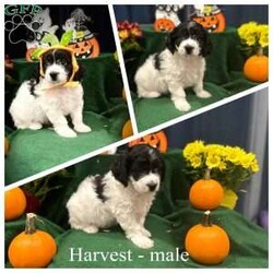 Harvest/Miniature Poodle Mix									Puppy/Male																/12 Weeks,He is a sweet puppy who loves to play and lots of kisses to give. He would love to become part of your family