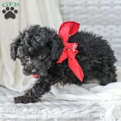 Alex/Toy Poodle									Puppy/Male																/13 Weeks,Meet the curliest, cutest bundle of love! This Miniature Poodle baby is eager to meet everyone, wiggling with joy over the thought of making a new friend. Our children love spending plenty of time with them, especially since these puppies are raised in our house where they can be near us all the time. Super friendly and fun, there will be no lack of excitement and laughter with one of them in your life! We are getting them vet checked, and up to date on shots and dewormer. Their father is a Toy Poodle, so these puppies are on the smaller side of Miniature. Call us soon to claim this cutie as yours!