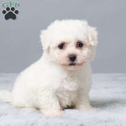 Krissy/Bichon Frise									Puppy/Female														/9 Weeks,Are you looking for a soft, cuddly friend for yourself or a loved one? Meet little Krissy! She will bring you lots of love and cheer with her puppy kisses and sweet personality! Krissy is active, socialized, and loves both adults and children. She was born on October 1st to Bichon Frise parents, Mindy and Rambo. Mom weighs 14 lbs, and Dad weighs 10 lbs, so we expect Krissy to be between 10 and 14 lbs full-grown. She is up to date on vaccines and dewormers and will be ready for her forever home on November 26 or anytime after. She comes with a 30-day health guarantee, plus food, a blanky, a toy, a treat, and her paperwork from the vet!