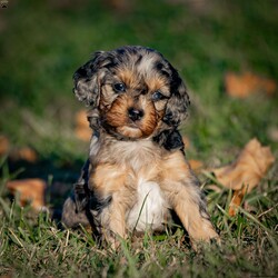 Mocha/Cavapoo									Puppy/Male																/8 Weeks,Meet Mocha, our adorable male chocolate merle F1 Cavapoo puppy! With his rich, velvety coat and bright, expressive eyes, he’s a true heartbreaker. Mocha is full of energy and loves to play, making him the perfect companion for adventures and fun. Sweet and affectionate, he’s eager to share cuddles and joy with his forever family. If you’re looking for a loving and playful pup to brighten your home, Mocha is ready to bring endless happiness into your life!