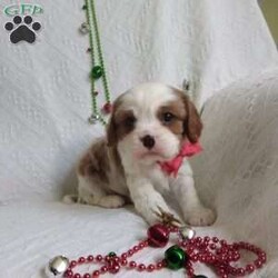 NICKOLAS/Cavalier King Charles Spaniel									Puppy/Male																/6 Weeks,LOOK At ME! ARE You LOOKING For The PERFECT Christmas gift?A healthy happy friendly fluffy puppy.Retired farmers who spend lots of time with our fluffy friends. Come meet me or I can be transported to your front door for a small additional fee.Text or call for more info.