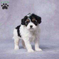 Fred/Cavapoo									Puppy/Male																/6 Weeks,Say hello to Fred, an adorable F1 Cavapoo with a heart full of love and a playful spirit! This sweet boy is ready to find his perfect forever home. Raised in a loving environment, Fred is well-socialized and will quickly become your new best friend. He’s been vet-checked, is up to date on vaccines and dewormer, and is microchipped to keep him safe and sound.