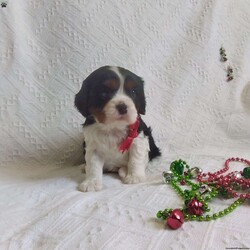 BIITZEN/Cavalier King Charles Spaniel									Puppy/Male																/6 Weeks,LOOK At ME! ARE YOU LOOKING For the PERFECT Christmas gift? A healthy happy friendly fluffy puppy.Retired farmers who spend lots of time with our fluffy friends.come meet me or I can be transported to your front door for a small additional fee. Text or call for more info.